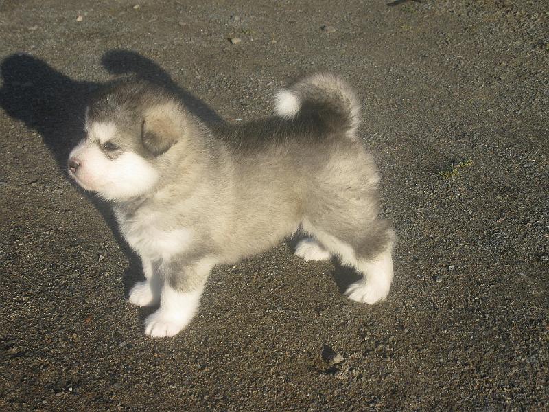 pentu 4vk 017.jpg - 4 viikkoa / 4 weeks